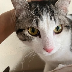 性格が穏やかなレイ君です。