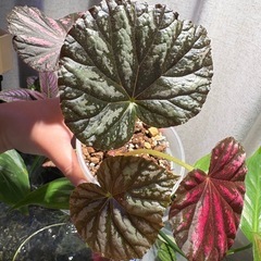 ベゴニア キャンディストライプ　観葉植物