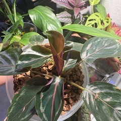 ｶﾗﾃｱ ﾒﾀﾞﾘｵﾝ 観葉植物の画像
