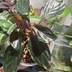 ランキングキーワードに紐づく投稿画像-観葉植物