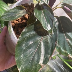 ｶﾗﾃｱ ﾒﾀﾞﾘｵﾝ 観葉植物の画像