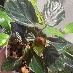 ｶﾗﾃｱ ﾒﾀﾞﾘｵﾝ 観葉植物の画像