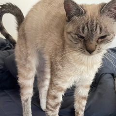 キジシャムMIX♀のまめちゃん🐱 - 八街市