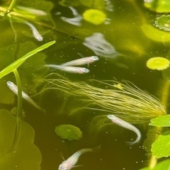 【栽培簡単】メダカの水草　ウォーターコイン、ウォーターマッシュルームの画像