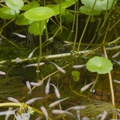【栽培簡単】メダカの水草　ウォーターコイン、ウォーターマッシュルームの画像