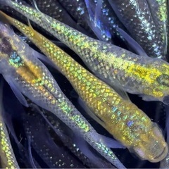 メダカ　20匹　ミックス　めだか　稚魚〜若魚サイズ　現物