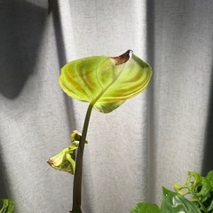 ﾌｨﾛﾃﾞﾝﾄﾞﾛﾝ ﾍﾞﾙｺｻﾑ ﾍﾞﾙｺｰｻﾑ 観葉植物の画像
