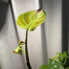ﾌｨﾛﾃﾞﾝﾄﾞﾛﾝ ﾍﾞﾙｺｻﾑ ﾍﾞﾙｺｰｻﾑ 観葉植物の画像
