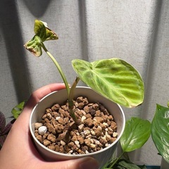 ﾌｨﾛﾃﾞﾝﾄﾞﾛﾝ ﾍﾞﾙｺｻﾑ ﾍﾞﾙｺｰｻﾑ 観葉植物の画像