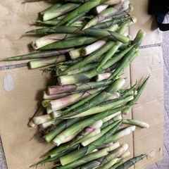 本日限定 月山筍 1.5kg3000円