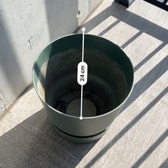 鉢植え②の画像