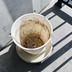 鉢植え①の画像