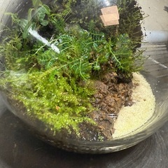 値下げ　植物　ガラスボール　苔　趣味の画像