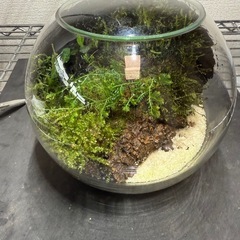 値下げ　植物　ガラスボール　苔　趣味の画像