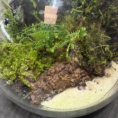値下げ　植物　ガラスボール　苔　趣味の画像