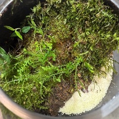 値下げ　植物　ガラスボール　苔　趣味の画像