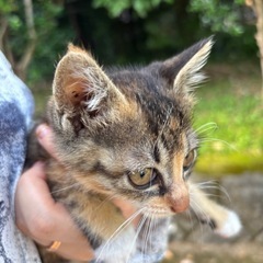キジ三毛四肢ソックスとってもかわいい女の子 − 埼玉県