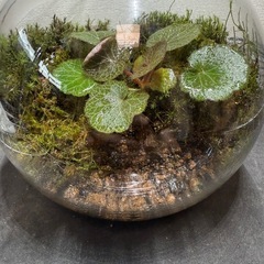 値下げ　ユキノシタ　コケテラリウム　苔リウム　植物の画像