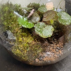 値下げ　ユキノシタ　コケテラリウム　苔リウム　植物の画像