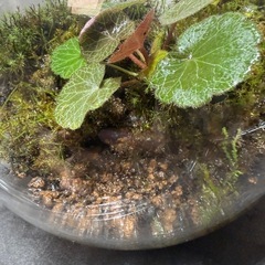 値下げ　ユキノシタ　コケテラリウム　苔リウム　植物の画像