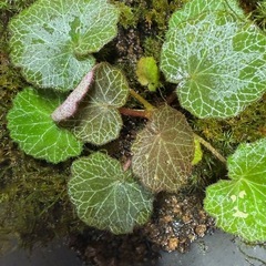 値下げ　ユキノシタ　コケテラリウム　苔リウム　植物の画像