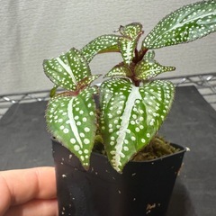 ソネリラ　ホワイトドット　熱帯植物　苔テラリウムの画像