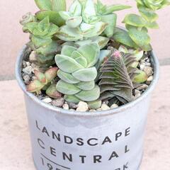 多肉植物　星系寄せ植え