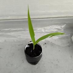 ホワイト　コーン苗🌽