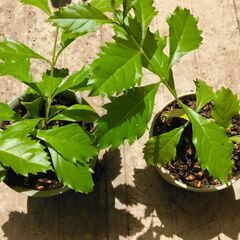 ヒューケラ　デュランタ　クリスマスローズ　鉢植え　各2個の画像