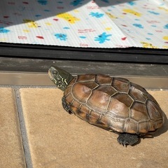 クサガメ一歳オス