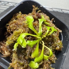 ヒメハエトリソウ　食虫植物　植物の画像