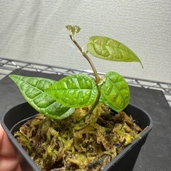 植物　テラリウム　水槽　クライマープランツ　の画像