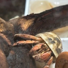 ガサガサとかの水棲生物採集仲間( ᐛ )