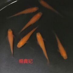 【メダカ】楊貴妃　10匹+α　1000円の画像