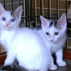 6月28日（土）三鷹で猫の譲渡会🪂🩷☄️babybaby子猫だら...