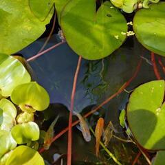 忘却の翼メダカ（稚魚）の画像