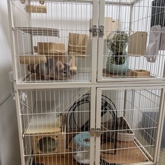 チンチラ2歳1ヶ月シナモン　里親募集します。