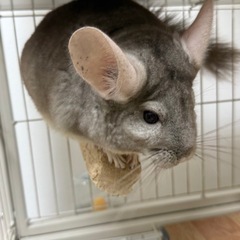 チンチラ2歳1ヶ月シナモン　里親募集します。