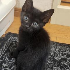 遊びも人も大好きステラちゃん