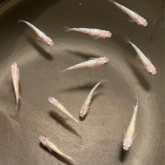 改良メダカ  成魚  10匹  ✨白斑ラメ幹之サファイヤ系✨