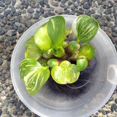 斑入りホテイアオイ　２株の画像