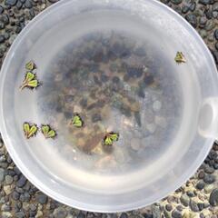 斑入りホテイアオイ　２株の画像