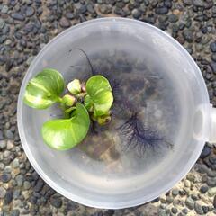 斑入りホテイアオイ　２株の画像