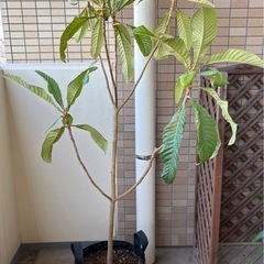 枇杷の木の画像