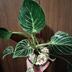 ランキングキーワードに紐づく投稿画像-観葉植物