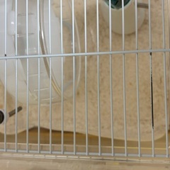 ハムスター飼育セット(ルーミィ60＋18品)の画像