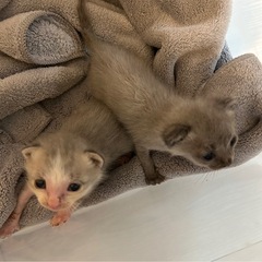 【里親さん募集】生後２週間程度の子猫🐈‍⬛