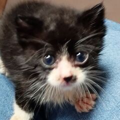 家の前で保護しました　飼い主募集中