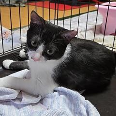 姉妹ねこ　里親募集(一匹でも可)