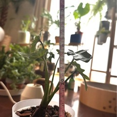 観葉植物_クッカバラ